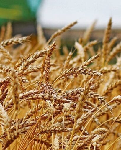 Wheat-C-1