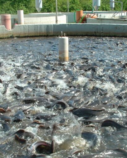 a0tglyJ89AqNYF2PdFLY0qpSrUbG0sM8BmMY6dmq